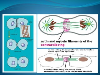 Cell cycle