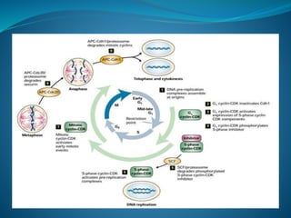 Cell cycle