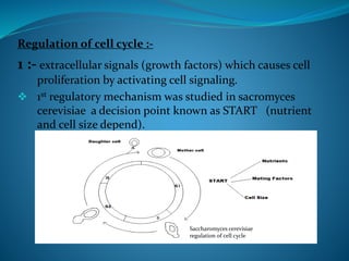 Regulation of cell cycle :-
1 :- extracellular signals (growth factors) which causes cell
proliferation by activating cell signaling.
 1st regulatory mechanism was studied in sacromyces
cerevisiae a decision point known as START (nutrient
and cell size depend).
Saccharomyces cerevisiae
regulation of cell cycle
 
