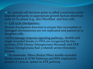  In animals cell decision point is called a restriction point
depends primarily on appropriate growth factors otherwise
enter to G0 phase (e.g., skin fibroblast and liver cell) .
2:- Cell cycle checkpoints:-
Several checkpoints function to ensure that incomplete or
damaged chromosomes are not replicated and passed on to
daughter cells.
a)DNA damage response signaling pathway:- double and
single stranded breaks in DNA are recognized by two
proteins ATM (Ataxia Telangiectasia Mutated) and ATR
(Ataxia Telangiectasia Rad 3 related) serine threonine
kinases.
 In mammals, (Mre11/Rad50/Nbs1) double stranded
breaks sensors in ATM Pathways and RPA (replication
protein A ) acts as sensor in ATR pathway.
 