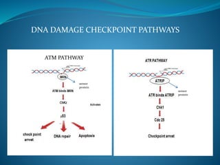 DNA DAMAGE CHECKPOINT PATHWAYS
ATM PATHWAY
sensor
protein
sensor
protein
 