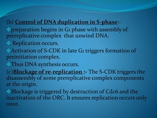 (b) Control of DNA duplication in S-phase:-
preparation begins in G1 phase with assembly of
prereplicative complex that unwind DNA.
 Replication occurs.
Activation of S-CDK in late G1 triggers formation of
preinitiation complex.
Thus DNA synthesis occurs.
(c)Blockage of re-replication :- The S-CDK triggers the
disassembly of some prereplicative complex components
at the origin.
Blockage is triggered by destruction of Cdc6 and the
inactivation of the ORC. It ensures replication occurs only
once.
 