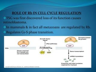 ROLE OF Rb IN CELL CYCLE REGULATION
TSG was first discovered loss of its function causes
retinoblastoma.
In mammals & in fact all metazoans are regulated by Rb.
Regulates G1-S phase transition.
 
