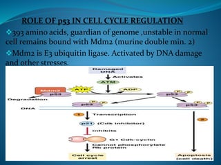 ROLE OF p53 IN CELL CYCLE REGULATION
393 amino acids, guardian of genome ,unstable in normal
cell remains bound with Mdm2 (murine double min. 2)
Mdm2 is E3 ubiquitin ligase. Activated by DNA damage
and other stresses.
 
