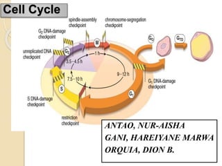 Cell Cycle
ANTAO, NUR-AISHA
GANI, HAREIYANE MARWA
ORQUIA, DION B.
 