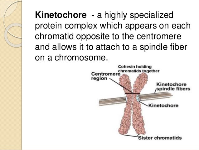 How is a chromatid attached to a spindle fiber?