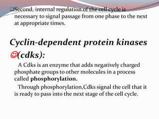 Cell cycle and control of cell division. | PPTX