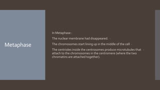 Metaphase
In Metaphase :
-The nuclear membrane had disappeared.
-The chromosomes start lining up in the middle of the cell
-The centrioles inside the centrosomes produce microtubules that
attach to the chromosomes in the centromere (where the two
chromatins are attached together).
 