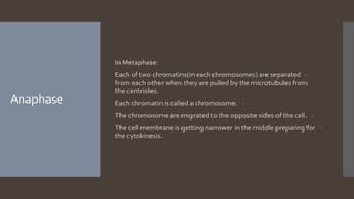 Anaphase
In Metaphase:
-Each of two chromatins(in each chromosomes) are separated
from each other when they are pulled by the microtubules from
the centrioles.
-Each chromatin is called a chromosome.
-The chromosome are migrated to the opposite sides of the cell.
-The cell membrane is getting narrower in the middle preparing for
the cytokinesis.
 