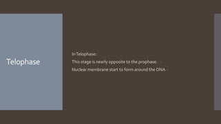 Telophase
InTelophase:
-This stage is nearly opposite to the prophase.
-Nuclear membrane start to form around the DNA
 