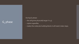 G1 phase
During G1 phase:
- the cell grows physically larger (*1.5).
- copies organelles.
- makes the molecular building blocks it will need in later steps.
 