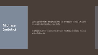 M phase
(mitotic)
During the mitotic (M) phase : the cell divides its copied DNA and
cytoplasm to make two new cells.
M phase involves two distinct division-related processes: mitosis
and cytokinesis.
 