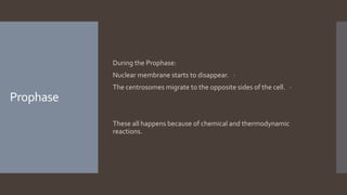 Prophase
During the Prophase:
-Nuclear membrane starts to disappear.
-The centrosomes migrate to the opposite sides of the cell.
These all happens because of chemical and thermodynamic
reactions.
 