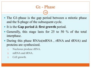 G1 - Phase
 The G1-phase is the gap period between a mitotic phase
and the S-phage of the subsequent cycle.
 It is the Gap period & first growth period.
 Generally, this stage lasts for 25 to 50 % of the total
interphase.
 During this phase RNAs(mRNA , rRNA and tRNA) and
proteins are synthesized.
1. Nucleous produse rRNA.
2. mRNA and tRNA.
3. Cell growth.
10
 