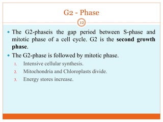 G2 - Phase
 The G2-phaseis the gap period between S-phase and
mitotic phase of a cell cycle. G2 is the second growth
phase.
 The G2-phase is followed by mitotic phase.
1. Intensive cellular synthesis.
2. Mitochondria and Chloroplasts divide.
3. Energy stores increase.
12
 