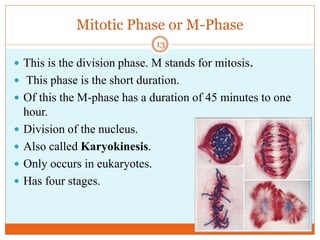Mitotic Phase or M-Phase
 This is the division phase. M stands for mitosis.
 This phase is the short duration.
 Of this the M-phase has a duration of 45 minutes to one
hour.
 Division of the nucleus.
 Also called Karyokinesis.
 Only occurs in eukaryotes.
 Has four stages.
13
 