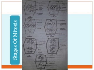 15
StagesOfMitosis
 