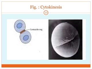 Fig. : Cytokinesis
17
 