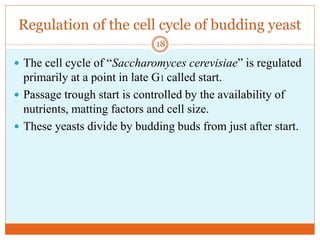 Regulation of the cell cycle of budding yeast
 The cell cycle of “Saccharomyces cerevisiae” is regulated
primarily at a point in late G1 called start.
 Passage trough start is controlled by the availability of
nutrients, matting factors and cell size.
 These yeasts divide by budding buds from just after start.
18
 