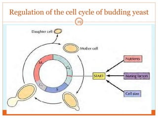 Regulation of the cell cycle of budding yeast
19
 