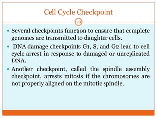 Cell Cycle Checkpoint
 Several checkpoints function to ensure that complete
genomes are transmitted to daughter cells.
 DNA damage checkpoints G1, S, and G2 lead to cell
cycle arrest in response to damaged or unreplicated
DNA.
 Another checkpoint, called the spindle assembly
checkpoint, arrests mitosis if the chromosomes are
not properly aligned on the mitotic spindle.
20
 