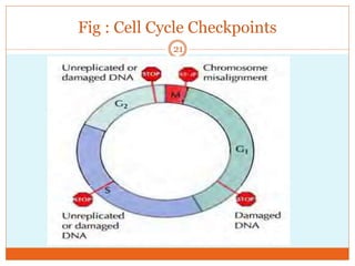 Fig : Cell Cycle Checkpoints
21
 