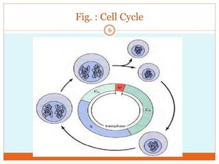 Fig. : Cell Cycle
6
 