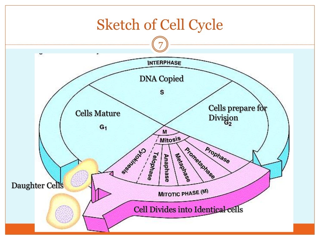 Тест клеточный цикл. Схема клеточного цикла. Mitosis interphase. Фаза g0. Клеточный цикл состоит из.