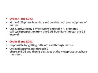 • Cyclin A and CDK2
• at the G1/S-phase boundary and persists until prometaphase of
mitosis
• CDK2, activated by £-type cyclins and cyclin A, promotes
cell-cycle progression from the G1/S boundary through the G2
interval
• Cyclin Bl and CDK1
• responsible for getting cells into and through mitosis.
• Cyclin Bl accumulates through S
phase and G2 and then is degraded at the metaphase-anaphase
transition.
 