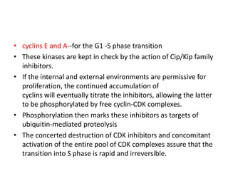 • cyclins E and A--for the G1 -S phase transition
• These kinases are kept in check by the action of Cip/Kip family
inhibitors.
• If the internal and external environments are permissive for
proliferation, the continued accumulation of
cyclins will eventually titrate the inhibitors, allowing the latter
to be phosphorylated by free cyclin-CDK complexes.
• Phosphorylation then marks these inhibitors as targets of
ubiquitin-mediated proteolysis
• The concerted destruction of CDK inhibitors and concomitant
activation of the entire pool of CDK complexes assure that the
transition into S phase is rapid and irreversible.
 
