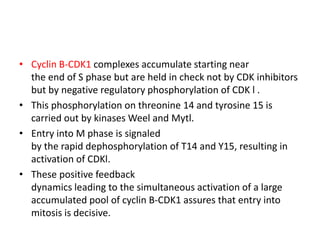 • Cyclin B-CDK1 complexes accumulate starting near
the end of S phase but are held in check not by CDK inhibitors
but by negative regulatory phosphorylation of CDK l .
• This phosphorylation on threonine 14 and tyrosine 15 is
carried out by kinases Weel and Mytl.
• Entry into M phase is signaled
by the rapid dephosphorylation of T14 and Y15, resulting in
activation of CDKl.
• These positive feedback
dynamics leading to the simultaneous activation of a large
accumulated pool of cyclin B-CDK1 assures that entry into
mitosis is decisive.
 