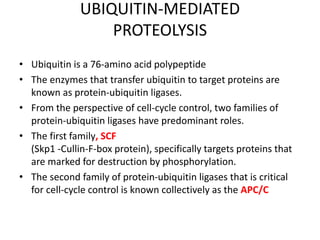 UBIQUITIN-MEDIATED
PROTEOLYSIS
• Ubiquitin is a 76-amino acid polypeptide
• The enzymes that transfer ubiquitin to target proteins are
known as protein-ubiquitin ligases.
• From the perspective of cell-cycle control, two families of
protein-ubiquitin ligases have predominant roles.
• The first family, SCF
(Skp1 -Cullin-F-box protein), specifically targets proteins that
are marked for destruction by phosphorylation.
• The second family of protein-ubiquitin ligases that is critical
for cell-cycle control is known collectively as the APC/C
 