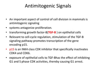 Antimitogenic Signals
• An important aspect of control of cell division in mammals is
antimitogenic signaling
• systems antagonize proliferation.
• transforming growth factor-B(TGF-B ) on epithelial cells
• Relevant to cell-cycle regulation, stimulation of the TGF-B
signaling pathway promotes transcription of the gene
encoding p15.
• p15 is an INK4 class CDK inhibitor that specifically inactivates
CDK4 and CDK6.
• exposure of epithelial cells to TGF-Bhas the effect of inhibiting
G1 and S phase CDK activities, thereby causing G1 arrest.
 