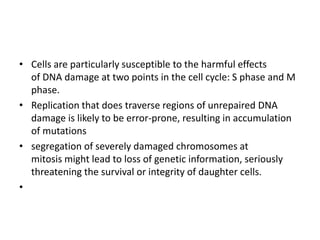 • Cells are particularly susceptible to the harmful effects
of DNA damage at two points in the cell cycle: S phase and M
phase.
• Replication that does traverse regions of unrepaired DNA
damage is likely to be error-prone, resulting in accumulation
of mutations
• segregation of severely damaged chromosomes at
mitosis might lead to loss of genetic information, seriously
threatening the survival or integrity of daughter cells.
•
 