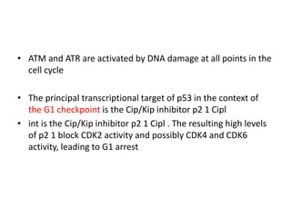 • ATM and ATR are activated by DNA damage at all points in the
cell cycle
• The principal transcriptional target of p53 in the context of
the G1 checkpoint is the Cip/Kip inhibitor p2 1 Cipl
• int is the Cip/Kip inhibitor p2 1 Cipl . The resulting high levels
of p2 1 block CDK2 activity and possibly CDK4 and CDK6
activity, leading to G1 arrest
 