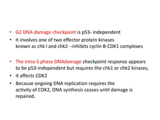 • G2 DNA damage checkpoint is p53- independent
• It involves one of two effector protein kinases
known as chk l and chk2 --inhibits cyclin B-CDK1 complexes
• The intra-S phase DNAdamage checkpoint response appears
to be p53-independent but requires the chk1 or chk2 kinases,
• It affects CDK2
• Because ongoing DNA replication requires the
activity of CDK2, DNA synthesis ceases until damage is
repaired.
 