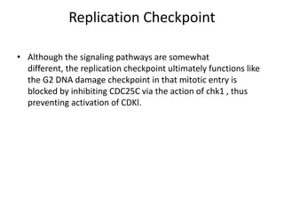 Replication Checkpoint
• Although the signaling pathways are somewhat
different, the replication checkpoint ultimately functions like
the G2 DNA damage checkpoint in that mitotic entry is
blocked by inhibiting CDC25C via the action of chk1 , thus
preventing activation of CDKl.
 