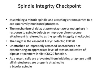 Spindle Integrity Checkpoint
• assembling a mitotic spindle and attaching chromosomes to it
are extensively monitored processes.
• The mechanism of delay at prometaphase or metaphase in
response to spindle defects or improper chromosome
attachment is referred to as the spindle integrity checkpoint
• The target is the essential APC/C cofactor, CDC20
• Unattached or improperly attached kinetochores not
experiencing an appropriate level of tension indicative of
bipolar attachment inhibit CDC20 function.
• As a result, cells are prevented from initiating anaphase until
all kinetochores are properly attached to
a bipolar spindle
 