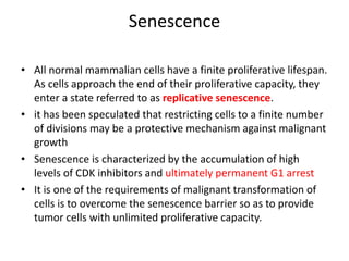 Senescence
• All normal mammalian cells have a finite proliferative lifespan.
As cells approach the end of their proliferative capacity, they
enter a state referred to as replicative senescence.
• it has been speculated that restricting cells to a finite number
of divisions may be a protective mechanism against malignant
growth
• Senescence is characterized by the accumulation of high
levels of CDK inhibitors and ultimately permanent G1 arrest
• It is one of the requirements of malignant transformation of
cells is to overcome the senescence barrier so as to provide
tumor cells with unlimited proliferative capacity.
 