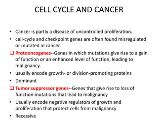 CELL CYCLE AND CANCER
• Cancer is partly a disease of uncontrolled proliferation.
• cell-cycle and checkpoint genes are often found misregulated
or mutated in cancer.
 Protooncogenes--Genes in which mutations give rise to a gain
of function or an enhanced level of function, leading to
malignancy.
• usually encode growth- or division-promoting proteins
• Dominant
 Tumor suppressor genes--Genes that give rise to loss of
function mutations that lead to malignancy
• Usually encode negative regulators of growth and
proliferation that protect cells from malignancy
• Recessive
 