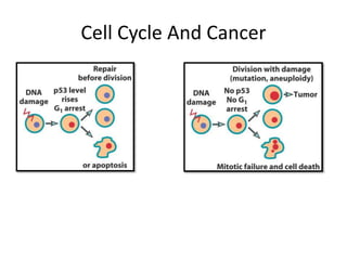 Cell Cycle And Cancer
 