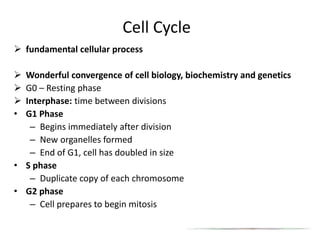 Cell Cycle
 fundamental cellular process
 Wonderful convergence of cell biology, biochemistry and genetics
 G0 – Resting phase
 Interphase: time between divisions
• G1 Phase
– Begins immediately after division
– New organelles formed
– End of G1, cell has doubled in size
• S phase
– Duplicate copy of each chromosome
• G2 phase
– Cell prepares to begin mitosis
 