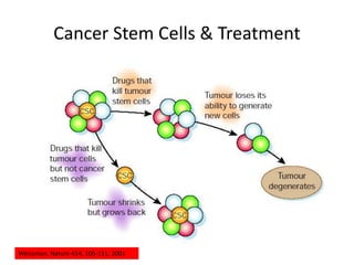 Weissman, Nature 414, 105-111, 2001
Cancer Stem Cells & Treatment
 