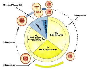 DNA
DNA
DNA
DNA
DNA
DNA
DNA
DNA
DNA
G1
Cell growth
S
DNA replication
G2
Cell growth
preparation for
division
Mitotic Phase (M)
Interphase
Interphase
Interphase
 