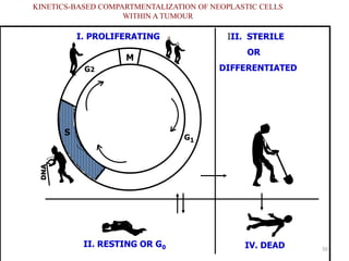 50
KINETICS-BASED COMPARTMENTALIZATION OF NEOPLASTIC CELLS
WITHIN A TUMOUR
S
M
G2
G1
II. RESTING OR G0
I. PROLIFERATING
IV. DEAD
III. STERILE
OR
DIFFERENTIATED
DNA
 
