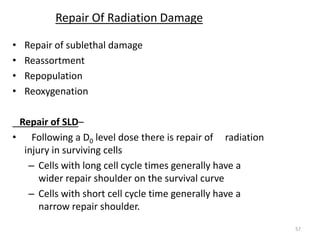 57
Repair Of Radiation Damage
• Repair of sublethal damage
• Reassortment
• Repopulation
• Reoxygenation
Repair of SLD–
• Following a D0 level dose there is repair of radiation
injury in surviving cells
– Cells with long cell cycle times generally have a
wider repair shoulder on the survival curve
– Cells with short cell cycle time generally have a
narrow repair shoulder.
 