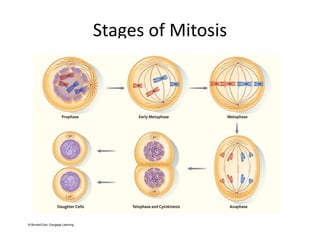 Stages of Mitosis
 