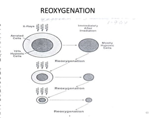 63
REOXYGENATION
 