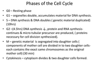 Phases of the Cell Cycle
• G0 – Resting phase
• G1 – organelles double, accumulates material for DNA synthesis.
• S – DNA synthesis & DNA doubles ( genetic material duplicated)
(10hrs)
• G2 –(4.5hrs) DNA synthesis ↓, protein and RNA synthesis-
continues & micro-tubular precursor are produced, ( proteins
necessary for cell division synthesized).
• M – genetic material is segregated into daughter cells (
components of mother cell are divided in to two daughter cells-
each contains the exact same chromosomes as the original
mother cell) (30 min)
• Cytokinesis – cytoplasm divides & two daughter cells formed.
 