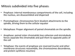 Mitosis subdivided into five phases:
• Prophase: internal membranous compartments of the cell, including
the nucleus, are disassembled and dispersed
• Prometaphase: chromosomes form bivalent attachments to the
spindle, driving them to the cellular equator
• Metaphase: Proper alignment of paired chromatids on the spindle.
• Anaphase: paired sister chromatids lose cohesion and microtubule
forces separate the chromatids and pull them to opposite poles of
the cell
• Telophase: the events of prophase are reversed (nuclei and other
membrane structures reassemble, the chromosomes decondense,
and protein synthesis resumes)
 